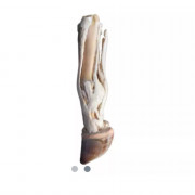 Modèle anatomique du pied droit de bœuf