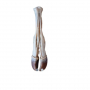 /modeles-d-anatomie-veterinaires-/modele-anatomique-du-pied-droit-de-b-uf-p-4003903.1-600x600.jpg