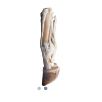 Modèle anatomique du pied droit de bœuf Modèle anatomique du pied droit de bœuf
