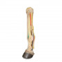 /modeles-d-anatomie-veterinaires-/modele-anatomique-du-pied-gauche-de-cheval-p-4003901.1-600x600.jpg