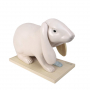 /modeles-d-anatomie-veterinaires-/modele-anatomique-lapin-demontable-organes-amovibles-et-musculature-realiste-formation-veterinai-p-4001604.1-600x600.jpg