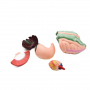 /modeles-d-anatomie-veterinaires-/modele-anatomique-lapin-demontable-organes-amovibles-et-musculature-realiste-formation-veterinai-p-4001604.2-600x600.jpg