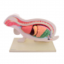 /modeles-d-anatomie-veterinaires-/modele-anatomique-lapin-demontable-organes-amovibles-et-musculature-realiste-formation-veterinai-p-4001604.3-600x600.jpg