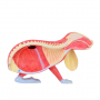 /modeles-d-anatomie-veterinaires-/modele-anatomique-lapin-demontable-organes-amovibles-et-musculature-realiste-formation-veterinai-p-4001604.4-600x600.jpg