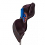 /modeles-d-anatomie-veterinaires-/modele-comparatif-du-foie-du-porc-du-bovin-et-du-cheval-p-4003985.1-600x600.jpg