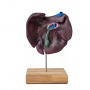 /modeles-d-anatomie-veterinaires-/modele-comparatif-du-foie-du-porc-du-bovin-et-du-cheval-p-4003985.2-600x600.jpg