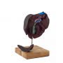 /modeles-d-anatomie-veterinaires-/modele-comparatif-du-foie-du-porc-du-bovin-et-du-cheval-p-4003985.3-600x600.jpg