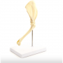 /modeles-d-anatomie-veterinaires-/modele-d-epaule-de-chien-p-4004336.1-600x600.png