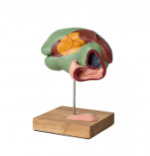 Modèle d'estomac de vache