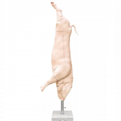 Modèle de carcasse de porc