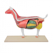 Modèle de chèvre démontable