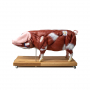 Modèle de cochon en coupe