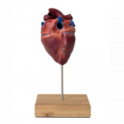 Modèle de coeur de cheval