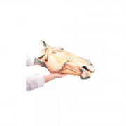 Modèle de coupe sagittale de la tête d'un cheval