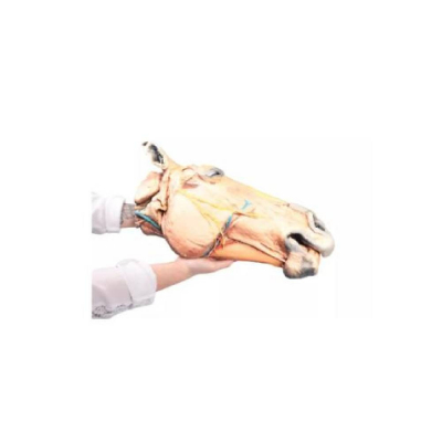 Modèle de coupe sagittale de la tête d'un cheval