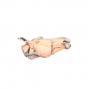 /modeles-d-anatomie-veterinaires-/modele-de-coupe-sagittale-de-la-tete-d-un-cheval-p-4003896.1-600x600.jpg
