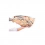 /modeles-d-anatomie-veterinaires-/modele-de-coupe-sagittale-de-la-tete-d-un-cheval-p-4003896.2-600x600.jpg