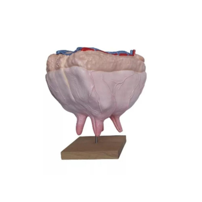 Modèle de mamelles de vache  à taille réelle