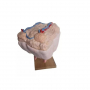 /modeles-d-anatomie-veterinaires-/modele-de-mamelles-de-vache-a-taille-reelle-p-4003980.1-600x600.jpg