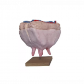 Modèle de mamelles de vache