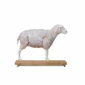 Modèle de mouton en coupe