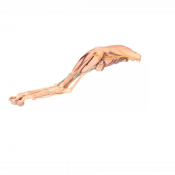 Modèle de patte arrière du chien