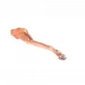 Modèle de patte avant du chien