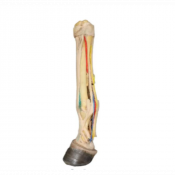 Modèle de pied gauche du cheval