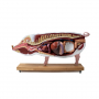 /modeles-d-anatomie-veterinaires-/modele-de-porc-reproducteur-truie-a-demi-taille-p-4002901.1-600x600.jpg