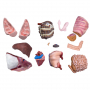 /modeles-d-anatomie-veterinaires-/modele-de-porc-reproducteur-truie-a-demi-taille-p-4002901.2-600x600.jpg