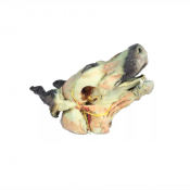 Modèle de tête de chien pour dissections superficielles et profondes