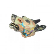 Modèle de tête de chien pour dissections superficielles et profondes