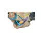 /modeles-d-anatomie-veterinaires-/modele-de-tete-de-chien-pour-dissections-superficielles-et-profondes-p-4003904.2-600x600.jpg