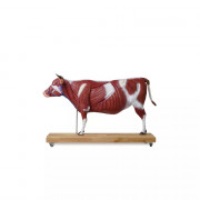 Modèle détaillée de vache sur pied