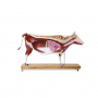 /modeles-d-anatomie-veterinaires-/modele-detaillee-de-vache-sur-pied-p-4002899.1-600x600.jpg