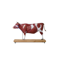 Modèle détaillée de vache sur pied Modèle détaillée de vache sur pied