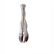 Modèle du pied droit du boeuf