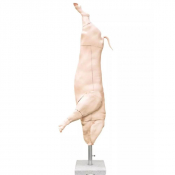 Modèle grandeur nature de carcasse de porc