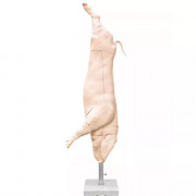 Modèle grandeur nature de carcasse de porc