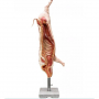 /modeles-d-anatomie-veterinaires-/modele-grandeur-nature-de-carcasse-de-porc-p-4003982.1-600x600.jpg