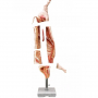 /modeles-d-anatomie-veterinaires-/modele-grandeur-nature-de-carcasse-de-porc-p-4003982.2-600x600.jpg