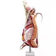 Modèle grandeur nature de demi-carcasse de taureau