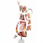 /modeles-d-anatomie-veterinaires-/modele-grandeur-nature-de-demi-carcasse-de-taureau-p-4003981.1-600x600.jpg
