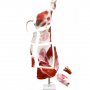 /modeles-d-anatomie-veterinaires-/modele-grandeur-nature-de-demi-carcasse-de-taureau-p-4003981.2-600x600.jpg