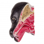/modeles-d-anatomie-veterinaires-/modele-reduit-de-tete-de-chien-sectionnee-mediane-p-4002896.1-600x600.jpg