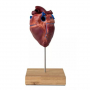 /modeles-d-anatomie-veterinaires-/modele-reduit-du-c-ur-de-cheval-p-4003966.1-600x600.jpg