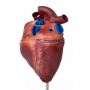/modeles-d-anatomie-veterinaires-/modele-reduit-du-c-ur-de-cheval-p-4003966.2-600x600.jpg