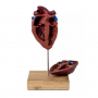 /modeles-d-anatomie-veterinaires-/modele-reduit-du-c-ur-de-cheval-p-4003966.3-600x600.jpg