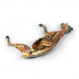 /modeles-d-anatomie-veterinaires-/specimen-de-chat-p-4004487.1-600x600.jpg