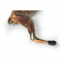 /modeles-d-anatomie-veterinaires-/specimen-de-chat-p-4004487.3-600x600.jpg